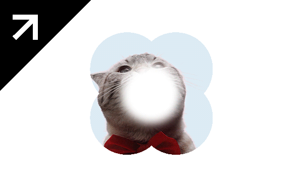 i-TAIL PET CINEMA \ 2024 \ DIRECTION + DESIGN + ANIM