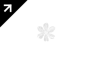 SAKS 5th AVENUE \ 2014 \ ANIM