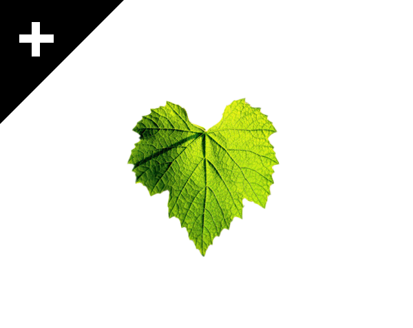 WESTIN NAPA \ 2007 \ DESIGN + DEV